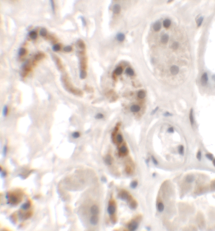DBX1 Antibody - BSA Free