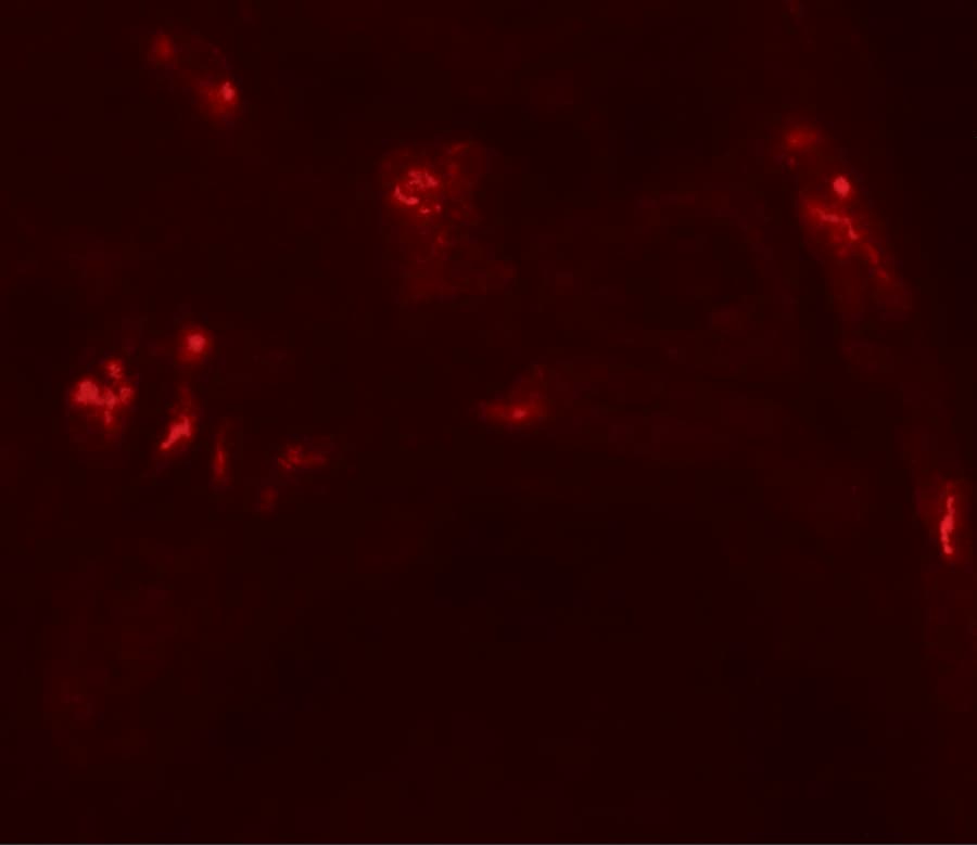 DBX1 Antibody - BSA Free
