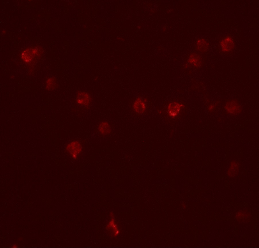 DDX60 Antibody - BSA Free