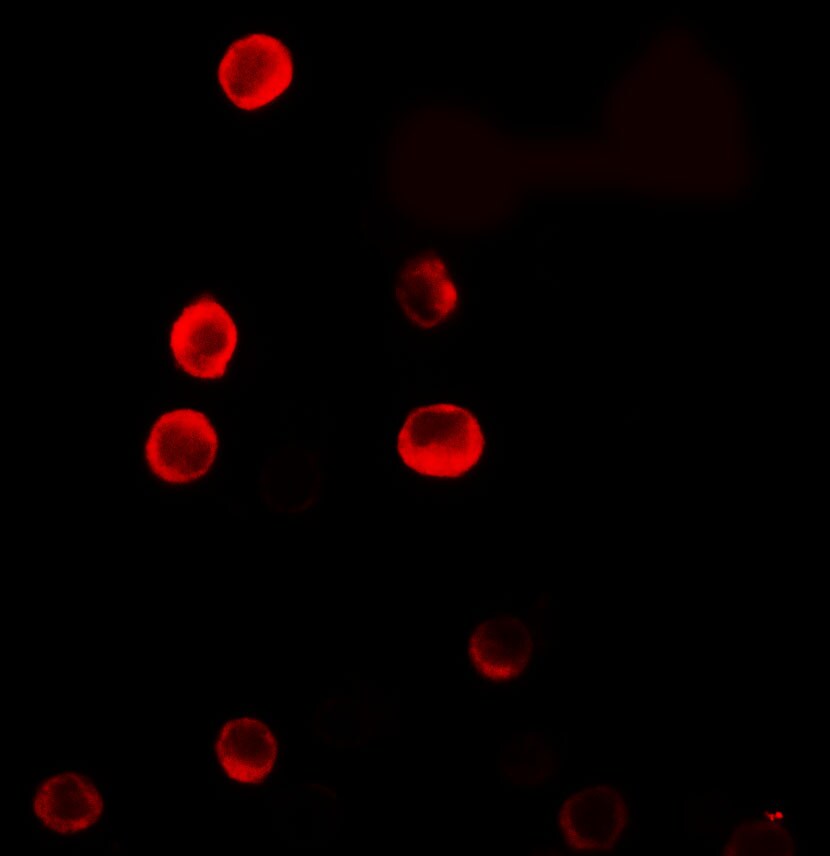 ERRF Antibody - BSA Free