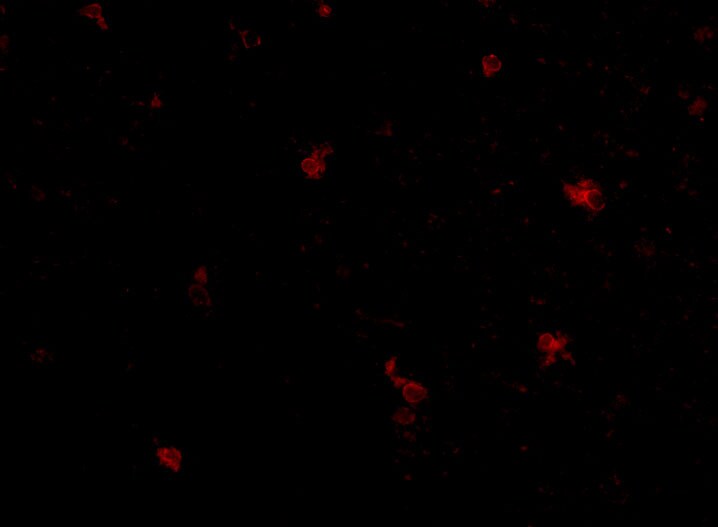 FEZ2 Antibody - BSA Free