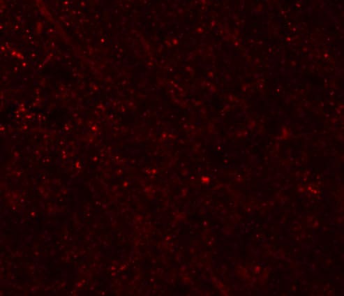 FRMPD3 Antibody - BSA Free