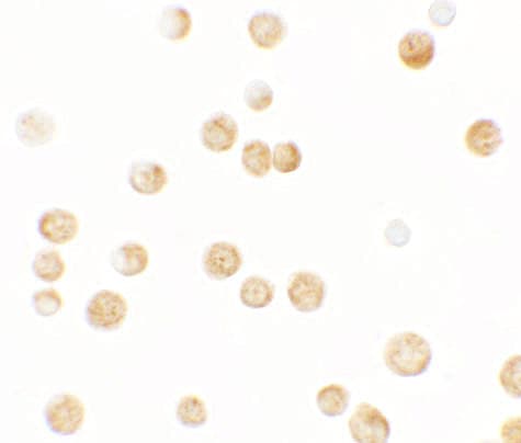 GBP6 Antibody - BSA Free