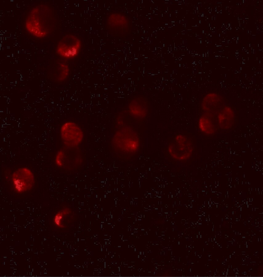 HIGD1A Antibody - BSA Free