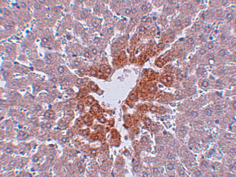 JMJD7 Antibody - BSA Free