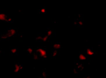 JPH3 Antibody - BSA Free