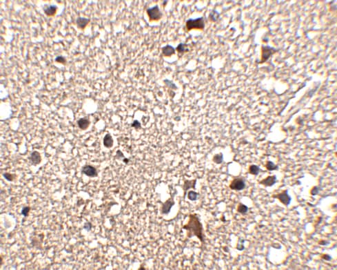 JPH3 Antibody - BSA Free