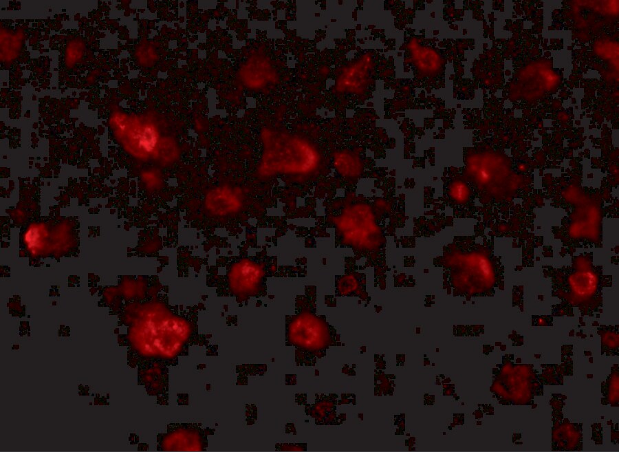 JPH3 Antibody - BSA Free