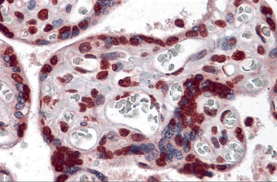 KPNA7 Antibody - BSA Free
