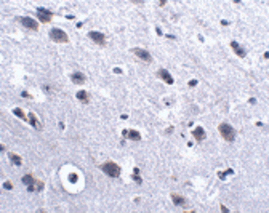 LRFN2 Antibody - BSA Free