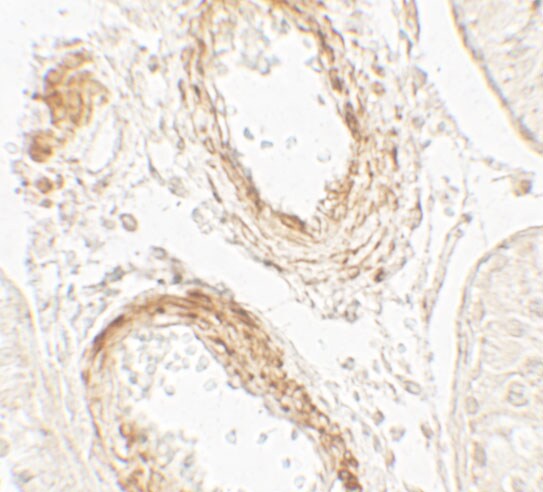 GOLGA5 Antibody - BSA Free