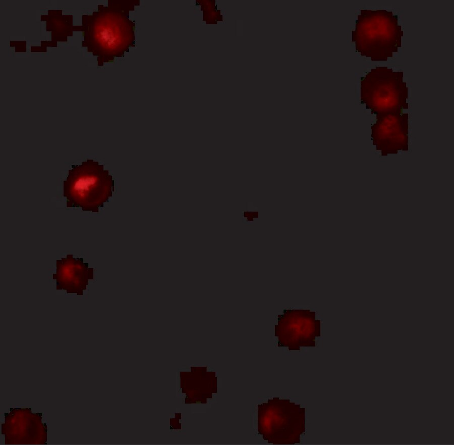 Thymopoietin/LAP2 Antibody - BSA Free
