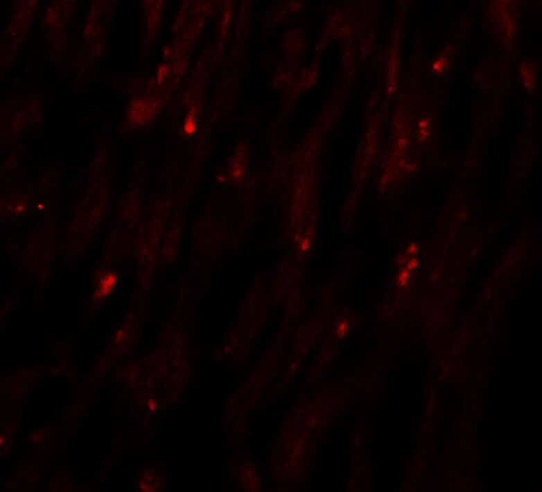 MLIP Antibody - BSA Free