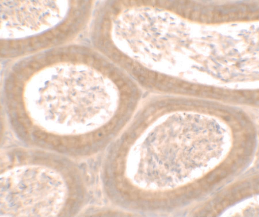 MOSPD1 Antibody - BSA Free