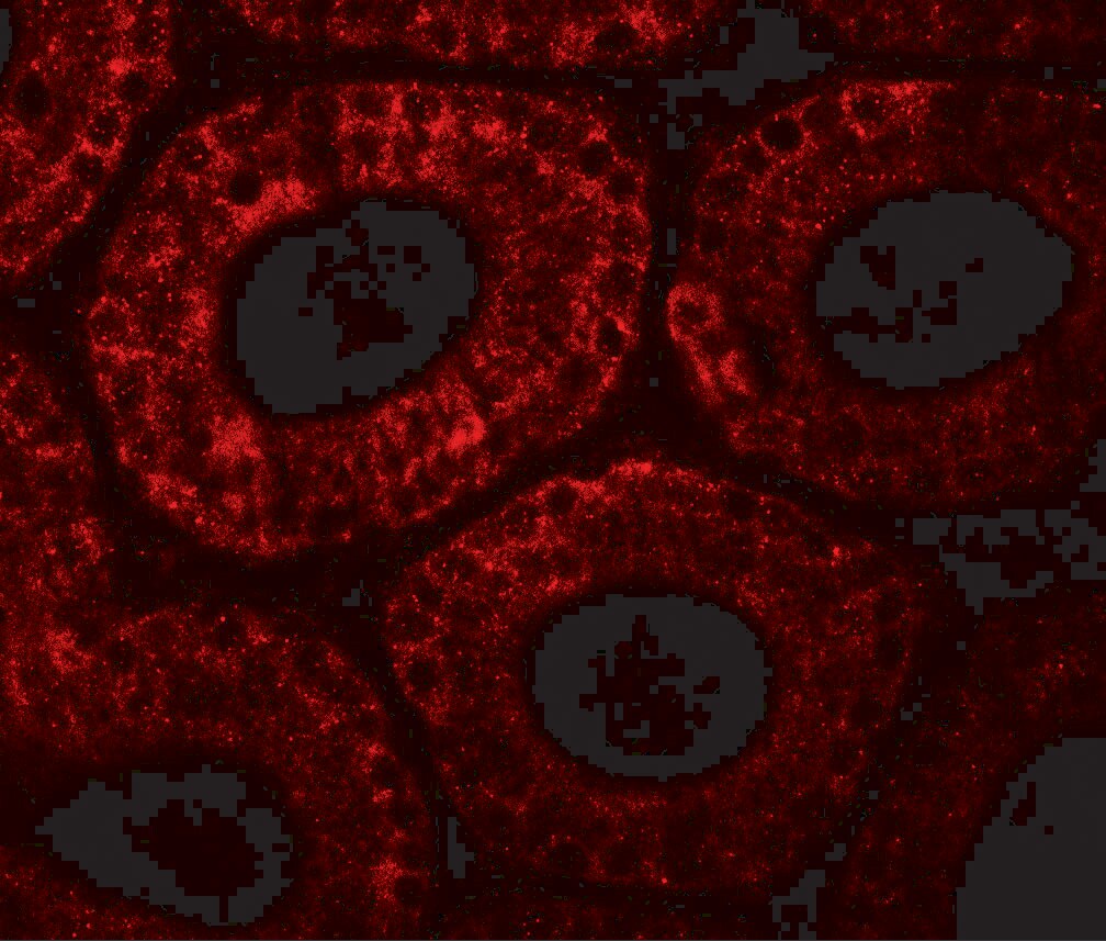 MOSPD1 Antibody - BSA Free