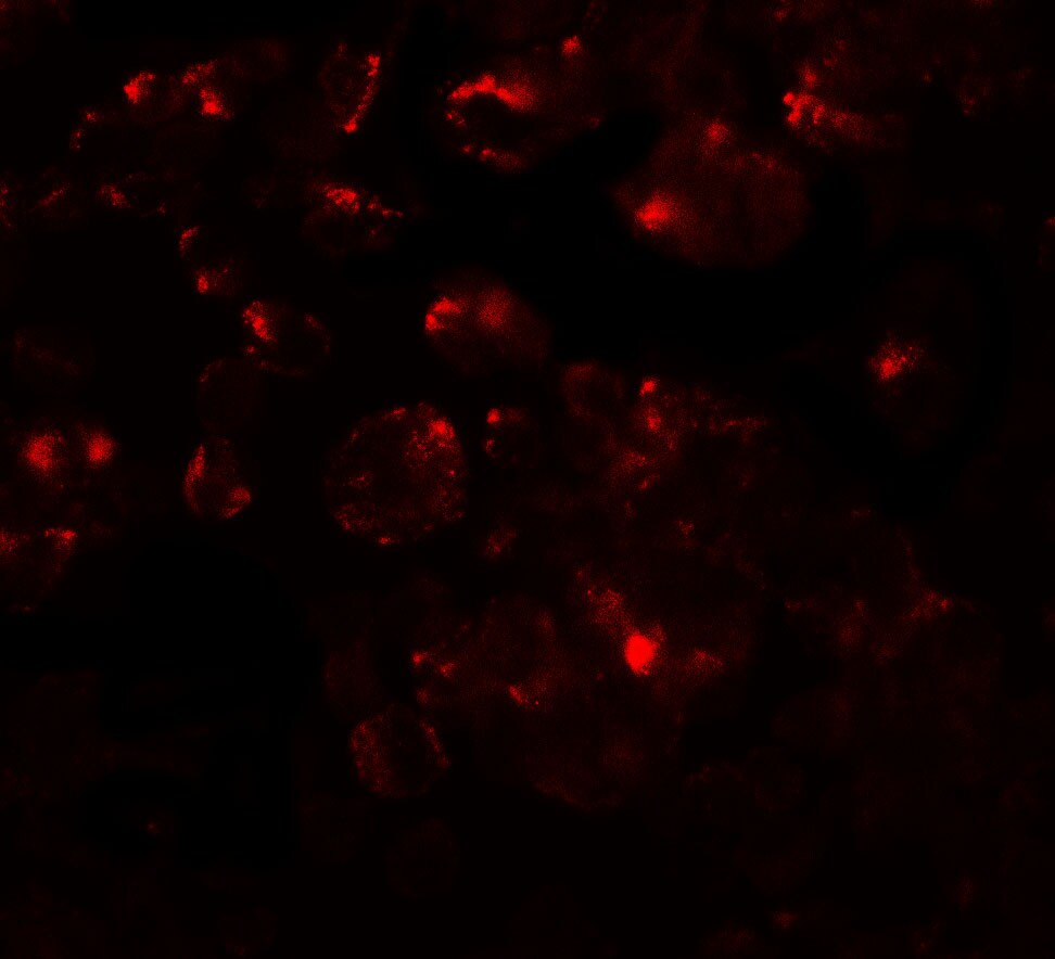 MTERFD1 Antibody - BSA Free