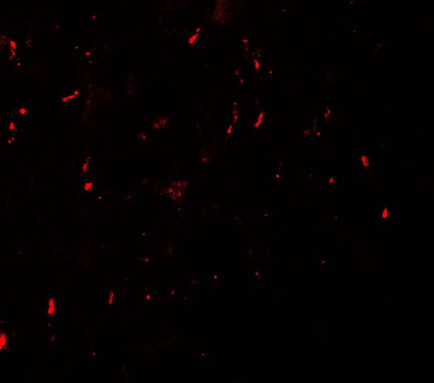 MYT1L Antibody - BSA Free
