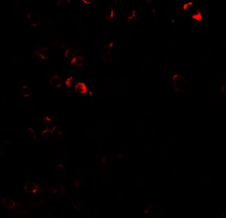 E2F3 Antibody - BSA Free
