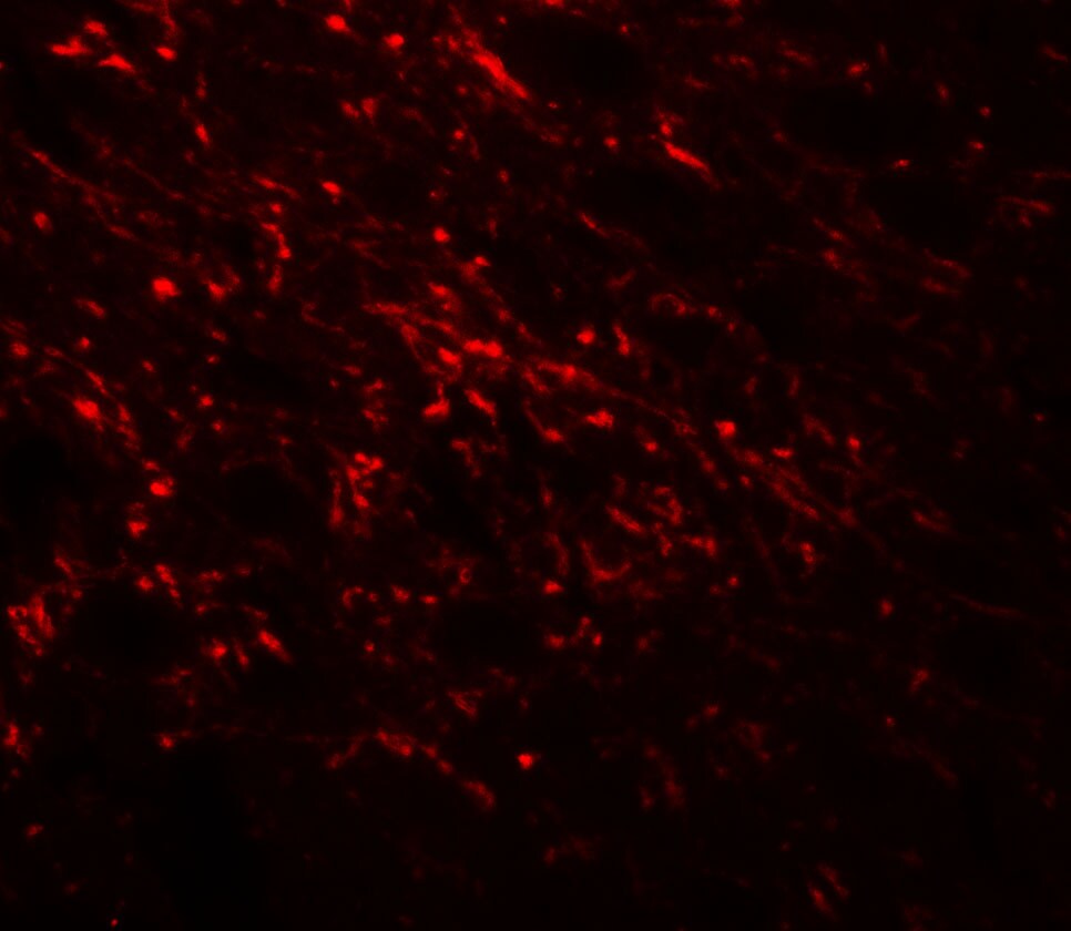 NAP1L5 Antibody - BSA Free