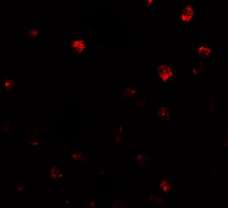 N-Deacetylase/N-Sulfotransferase 2/NDST2 Antibody - BSA Free
