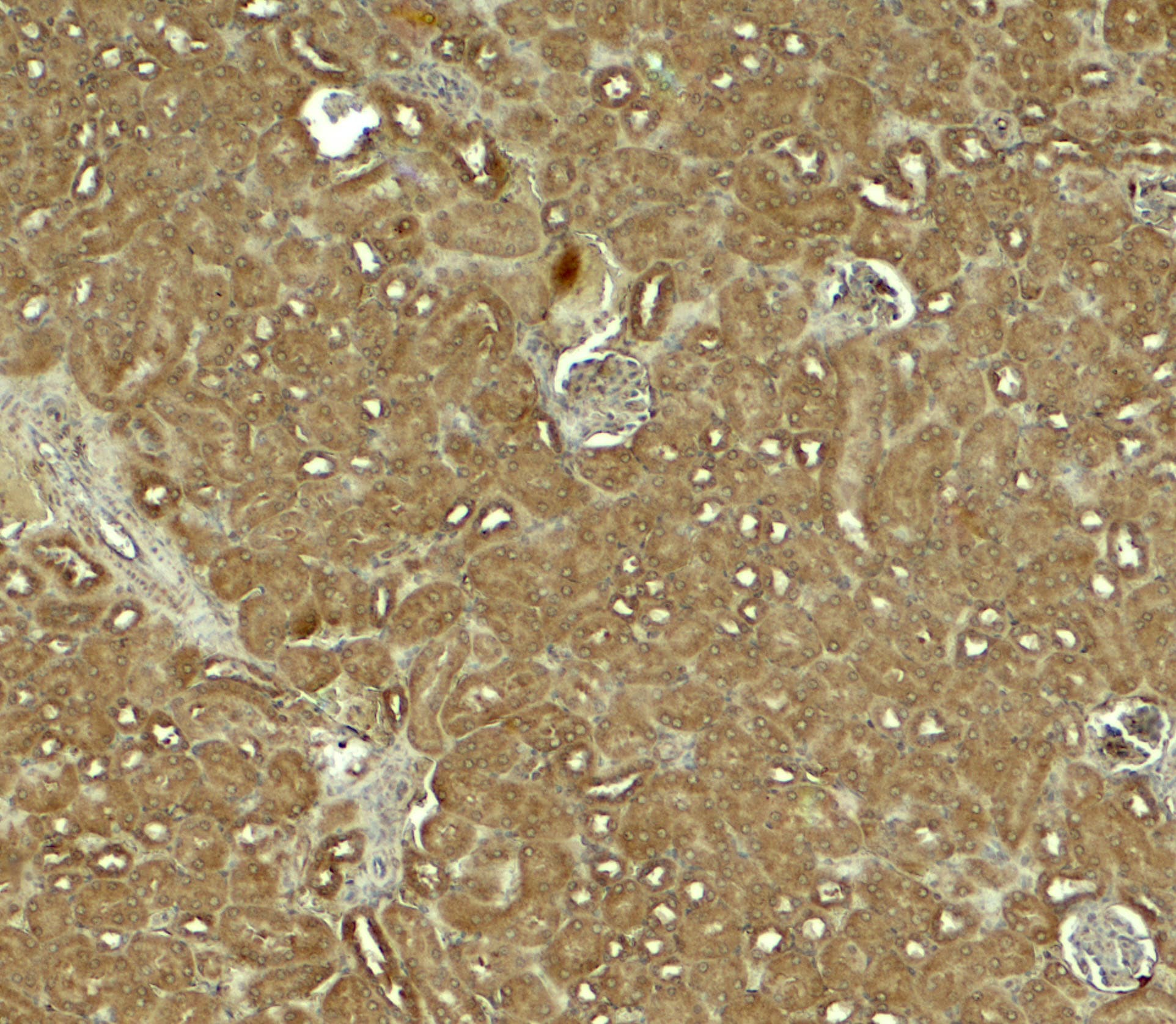 NOSTRIN Antibody - BSA Free