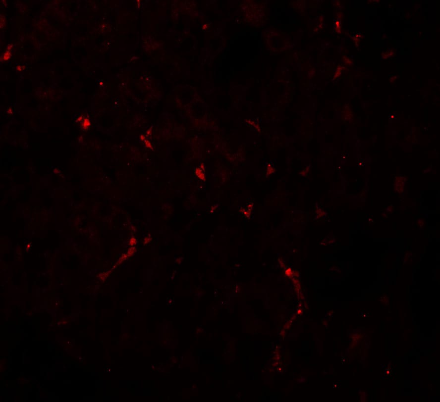 NOSTRIN Antibody - BSA Free