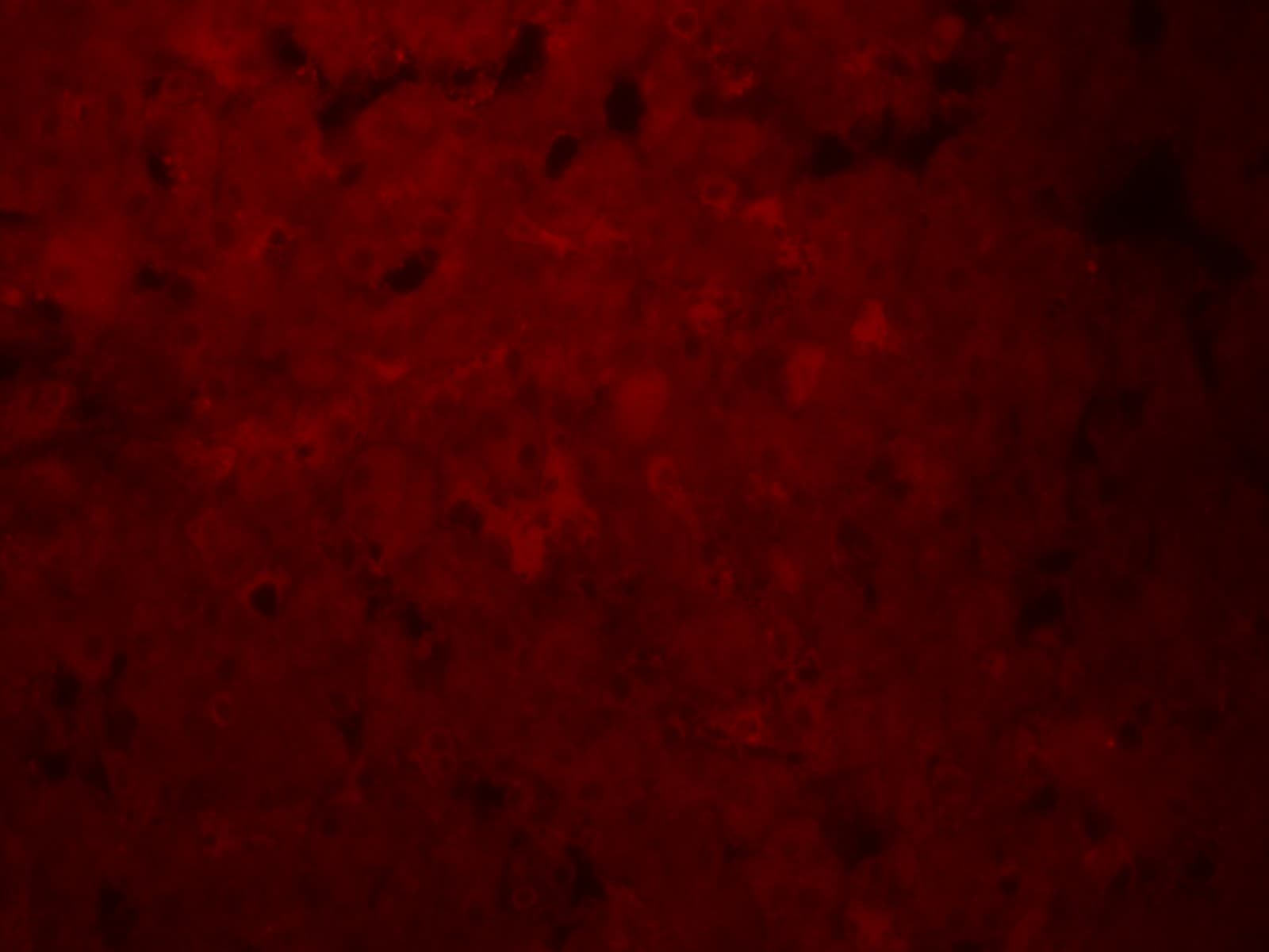 OATP1B1/OATP2 Antibody - BSA Free