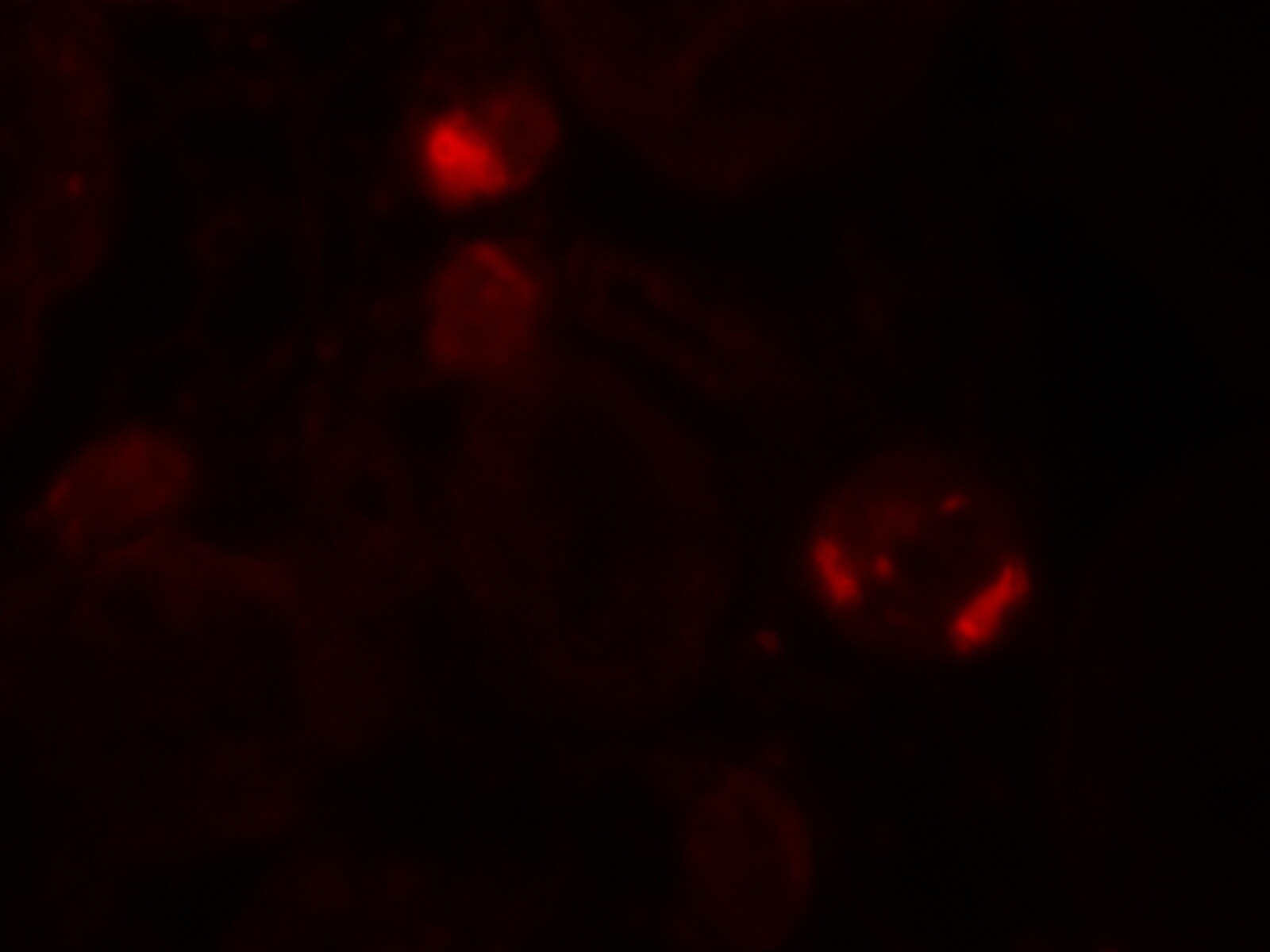 FAT10 Antibody - BSA Free