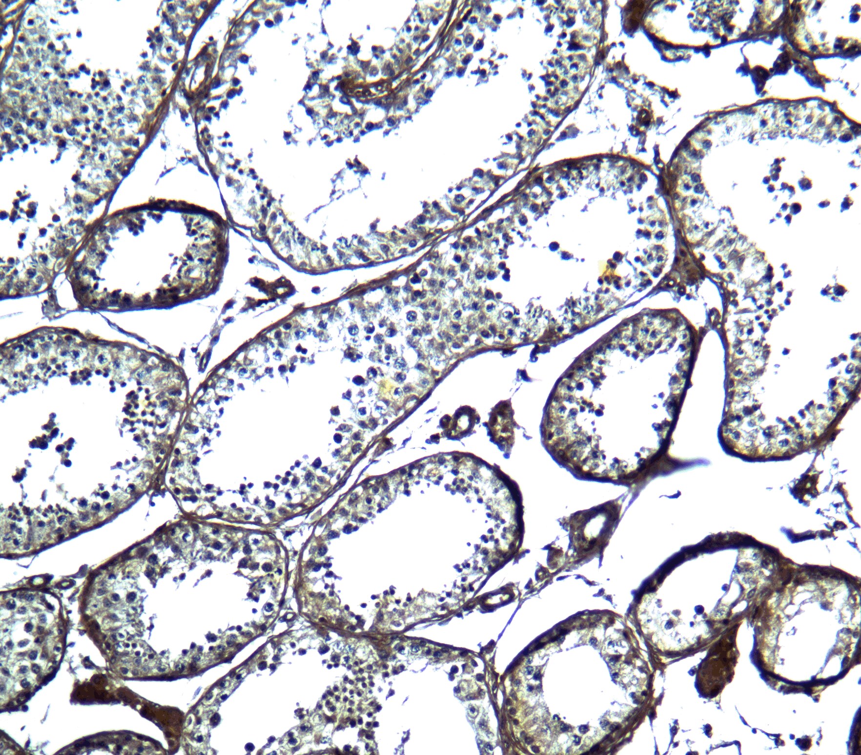 FAT10 Antibody - BSA Free