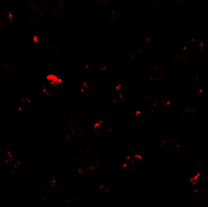 Mind Bomb 1/MIB1 Antibody - BSA Free