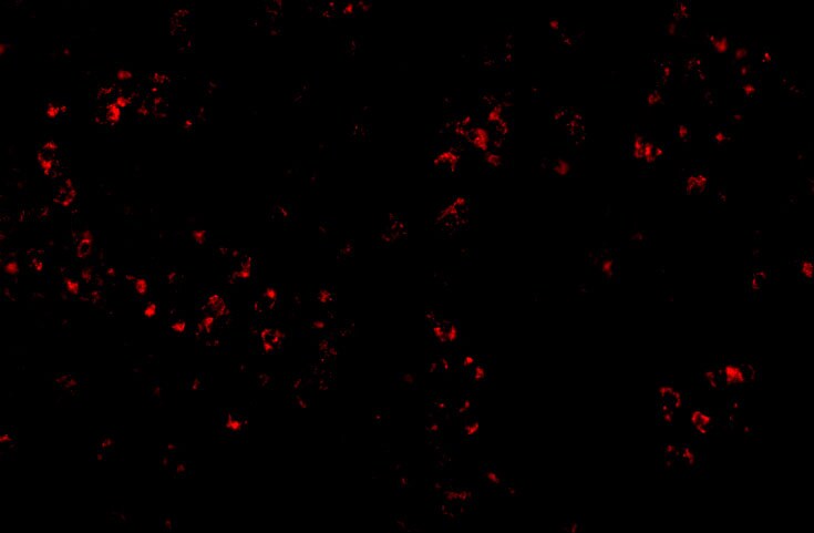OCC1 Antibody - BSA Free