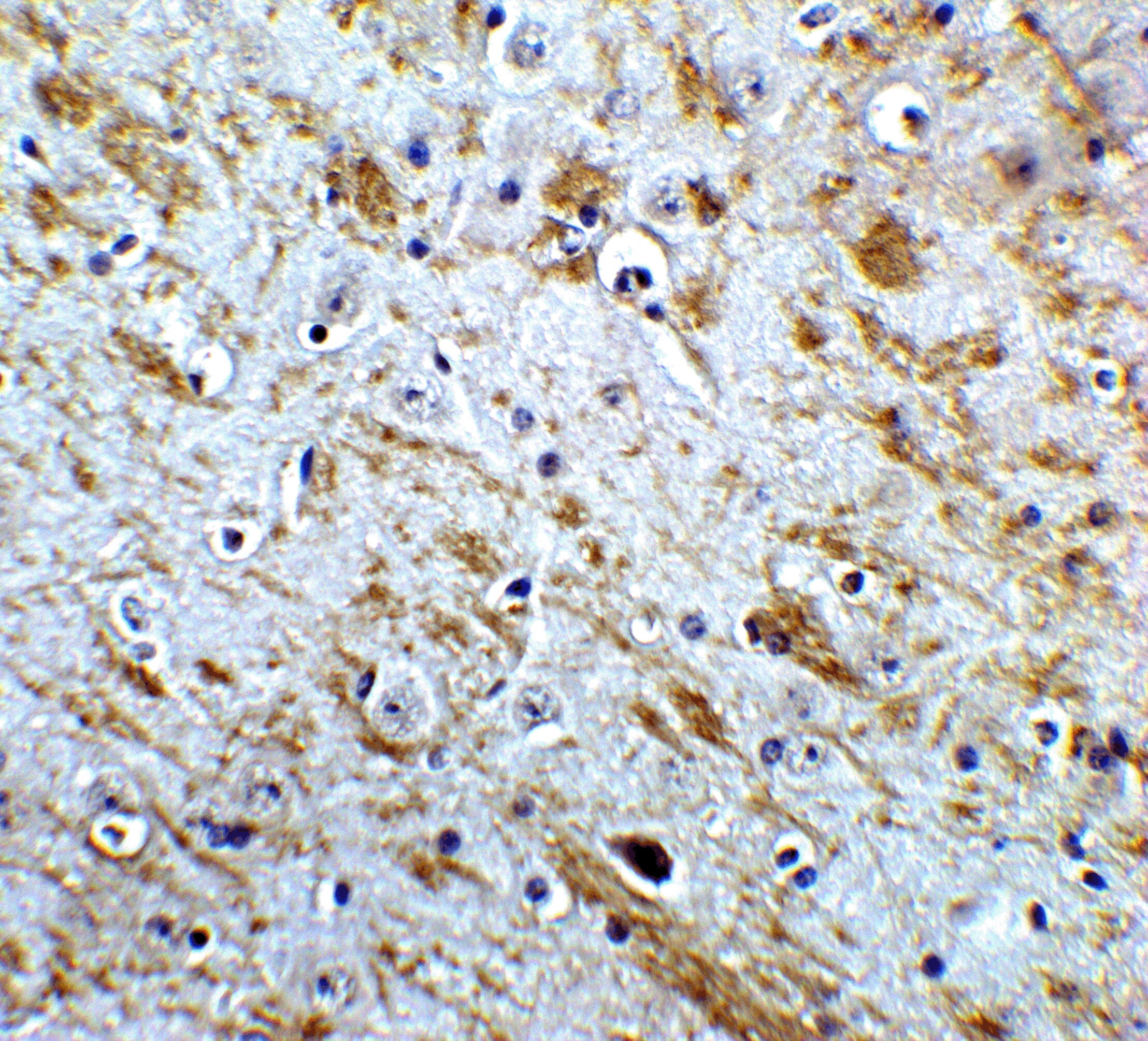 NELF Antibody - BSA Free
