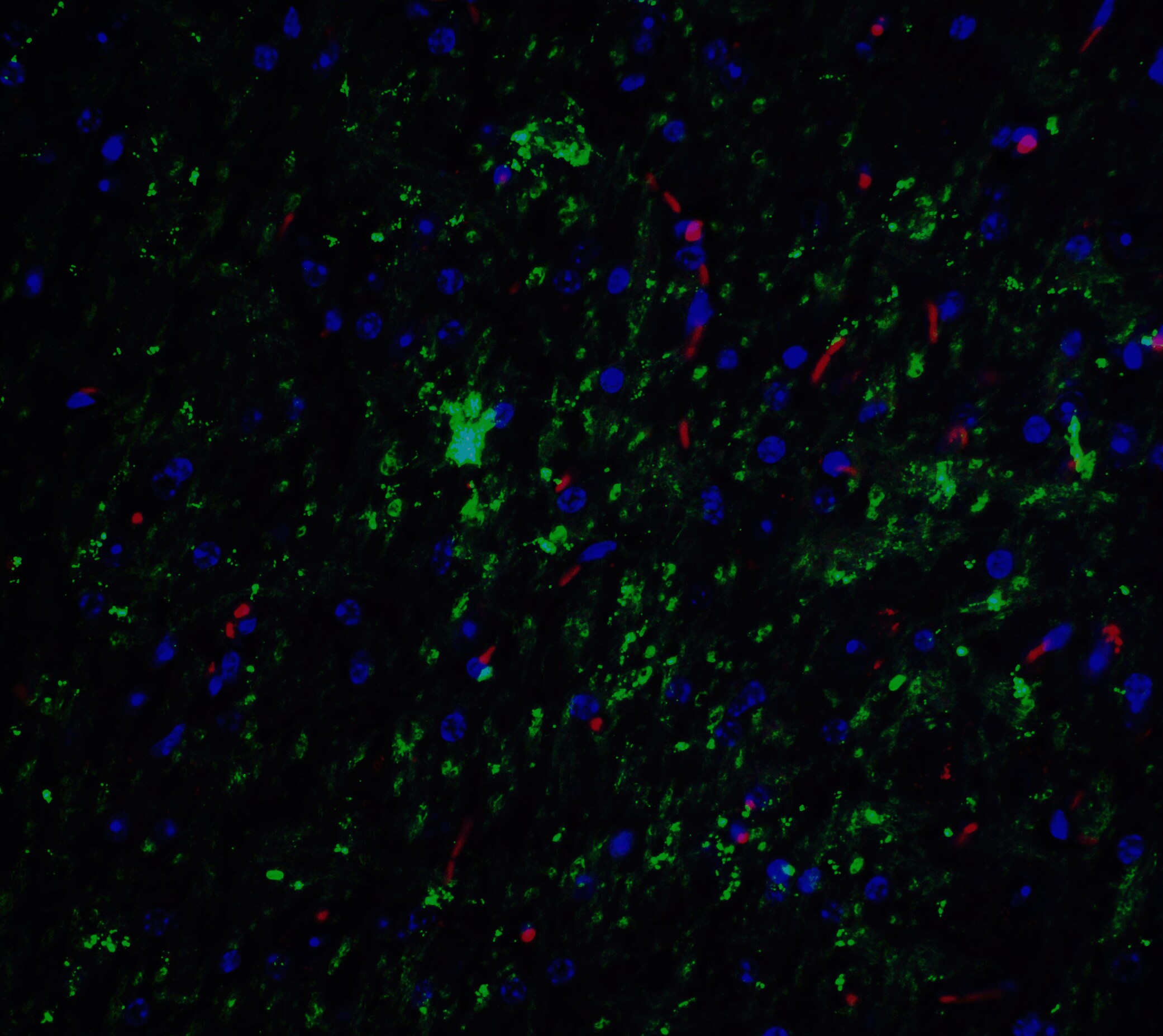 NELF Antibody - BSA Free