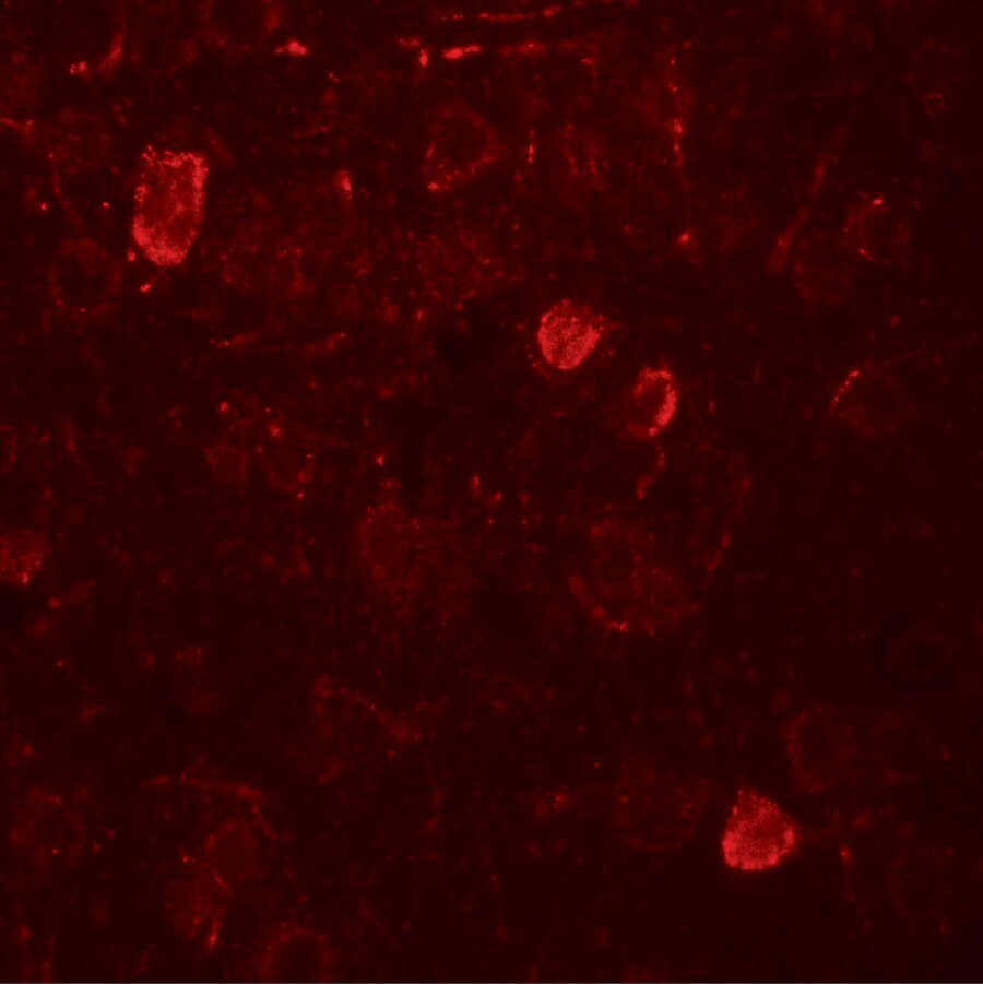 NELF Antibody - BSA Free