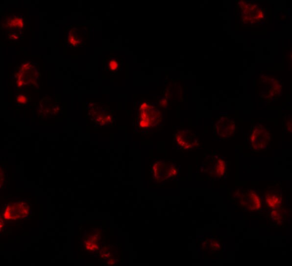 NKX2-4 Antibody - BSA Free