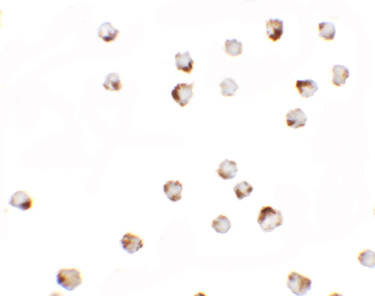 Transglutaminase 7/TGM7 Antibody - BSA Free