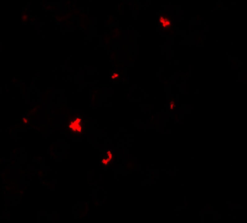 PHLPP Antibody - BSA Free