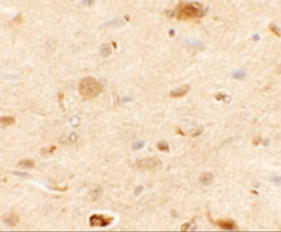 RAPGEF3 Antibody - BSA Free