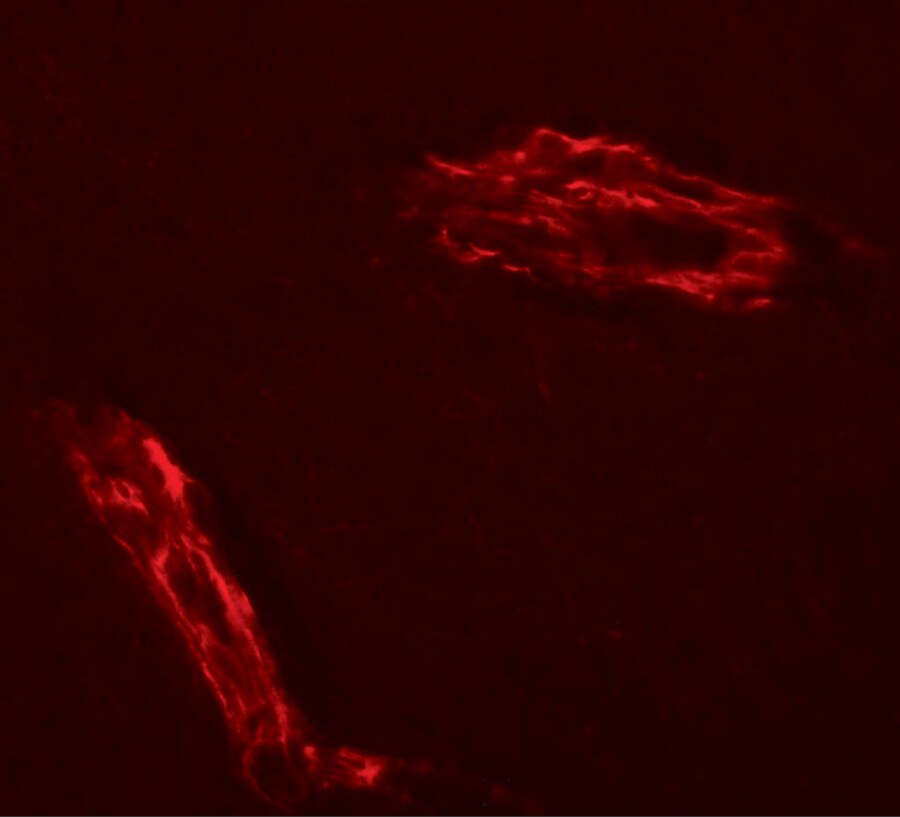RAPGEF3 Antibody - BSA Free