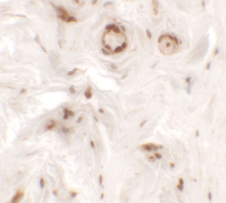 Uroplakin Ib Antibody - BSA Free