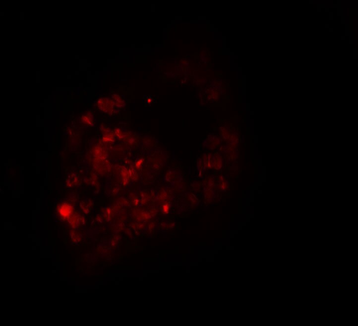 PRICKLE1 Antibody - BSA Free