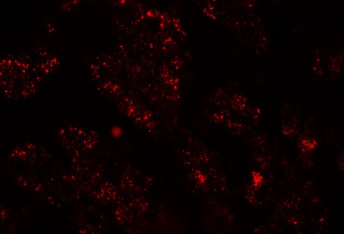 NKX2.8 Antibody - BSA Free