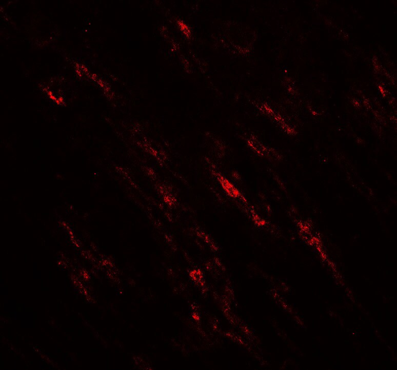 POU2F3 Antibody - BSA Free