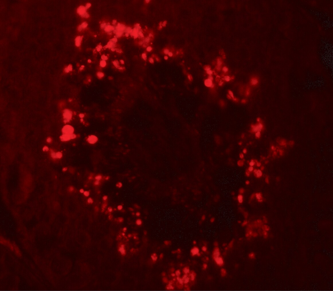 RGS22 Antibody - BSA Free