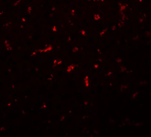 RSRC1 Antibody - BSA Free
