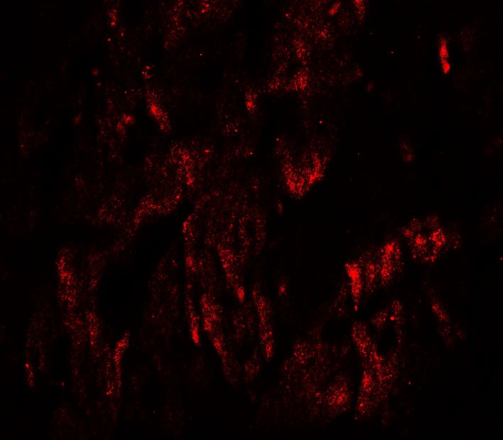 WAPL Antibody - BSA Free