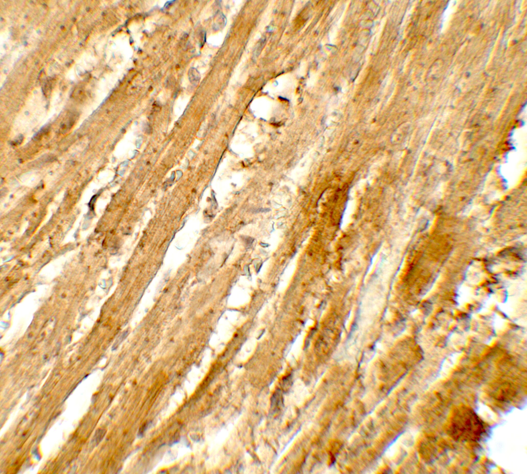 WAPL Antibody - BSA Free