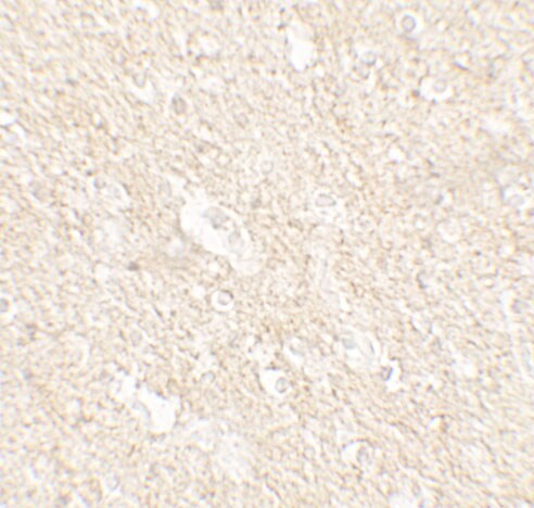 APPBP2 Antibody - BSA Free