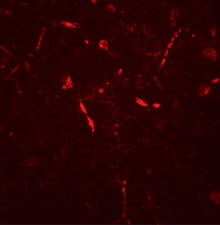 APPBP2 Antibody - BSA Free