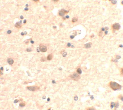 RUSC2 Antibody - BSA Free